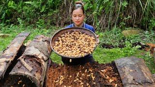 3 HOUR VIDEO: Harvest Sago Larvae, Fish, Fruit Goes to market sell - Cooking, Gardening - Ly thi Ca