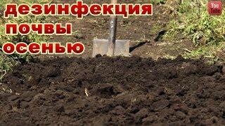 ТЕПЕРЬ Я ОБЕЗЗАРАЖИВАЮ СВОИ ГРЯДКИ ТОЛЬКО ЭТИМ РАСТВОРОМ -ЭТО МОЩНОЕ  ОБЕЗЗАРАЖИВАЮЩЕЕ СРЕДСТВО