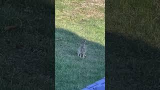 A little bunny hopped by for #Easter! #HoppyEaster #Baby #Bunny 