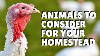 5 of the Best Animals for Your Homestead