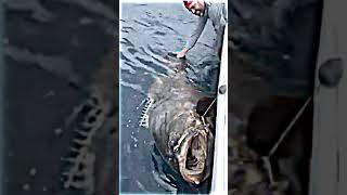 That's a BIG Fish! allah is my lord #Shorts #informaniya