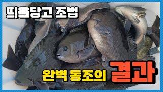 동조,미끼가 벵에돔 낚시에서 가장 중요합니다.