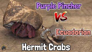 Purple Pincher vs Ecuadorian Hermit Crabs - What's the Difference? 