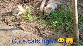 Cute cats fight  | VLOGY BOY