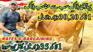 Northern Bypass Mandi Rates & Bargaining | mandi 2025 | Cow Mandi 2025