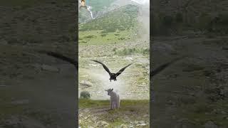 Wild Eagle And While Goat