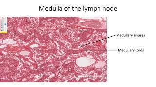 Histology with Chimmalgi: Lymph Node