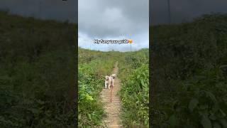 Max the tour guide