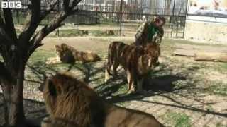 Crimea safari park lions 'at risk of starvation'