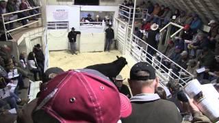 Angus VNR:  Angus calves at auction bring record premiums