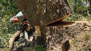 Dramatic‼️ Cut down sloping trees on the river bank.