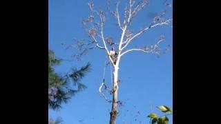 Force feeding a Munter, Lowering a branch from treetop