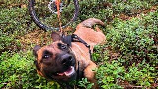 Bikejoring  with my Malinois!