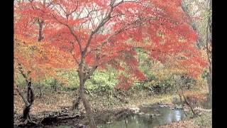 Guided Youtube ASMR Lita Relaxation Meditation: The Beauty of Fall