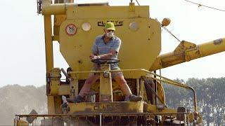 1961 Claeys / Clayson M103 combining wheat | Van Der Sluis Klaaswaal | Harvest 2014