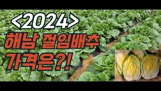 2024 해남절임배추 예약판매! 010-3411-3725