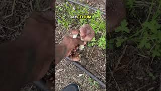 Outdoor Mushroom Growing Made Easy Part 2