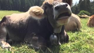 Videobericht Spaziergang Besucherzentrum Geoparc Bletterbach -  Schönrastalm