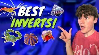 The BEST INVERTS For a Beginner Saltwater Aquarium!