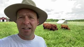 5 Cattle, 17 sheep, 250 chickens on 4 Acres - Multi-species rotational grazing