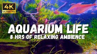 4K Aquarium Life: Underwater asmr Sounds make for a perfect White Noise Sleeping Ambience