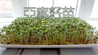 在家里轻松培育超市里买不到的超级蔬菜 — 亚麻籽苗    Flaxseed Sprouts