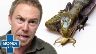 Can Both Heads Eat? Rare Two-Headed Lizard Shocks Vets | Bondi Vet Clips | Bondi Vet