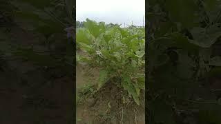 Boy getting #eggplant so beautiful  #gardening#vegetablegardening#vegetablegrowing #plant #sh...