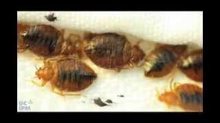 How to use a bed bug detector