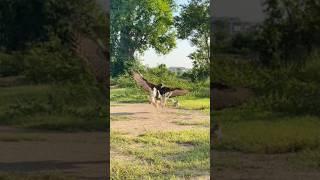 Eagle hunting food