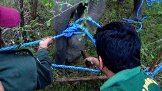 Let's save a poor elephant from a deadly trap. #sl wild tv  / animal