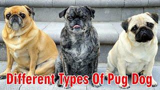 Different Types Of Pug Dog Colors || Pug dog price