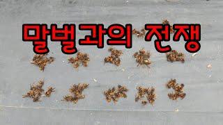 말벌과의 전쟁