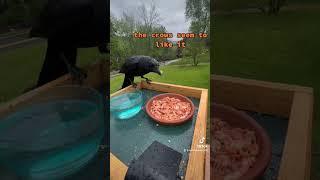 clip of do crows like krill video #crow #corvids #crows