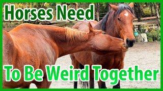 Vital Horse Conflict And Resolution Happens At Playtime