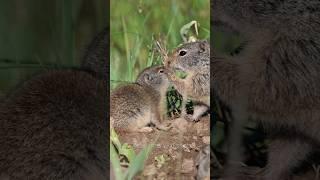 Mother Uinta Ground Squirrel pushing her kid away 