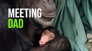 Kucheza The Chimp Is Back By Popular Demand And This Time He Meets Dad!