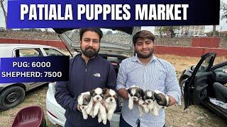 Puppy market in India at cheapest rates| Wholesale Dog market outside Patiala Dog show 2024