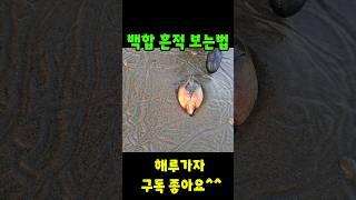 백합흔적 이렇게 생깁니다 볼줄알면 누구나 쉽게 가능 #백합 해루질