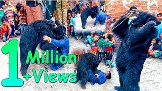 reech ka tamasha || reech ka dance || bear dance in Pakistan || reech fight in Pakistan/ bear fight