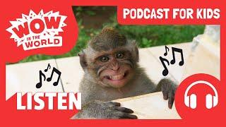 Do MONKEYS Like MUSIC?!  | PODCAST FOR KIDS  | Wow in the World FULL EPISODE