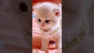 cute Kitten #kitten #cat #shorts