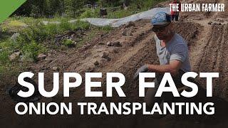 Super Fast Onion Transplanting