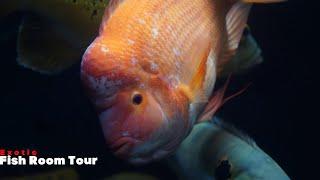 My Prized Collection Of Aquariums| Fishroom Tour