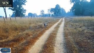 Wild Boar at Kanha National Park | Tiger Safari