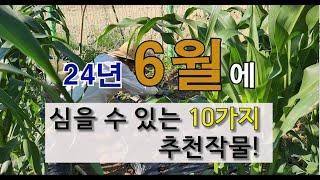 6월에 심을 수 있는 있는 10가지 추천 작물! #주말농장 #6월에 심는 작물 #텃밭 가꾸기.