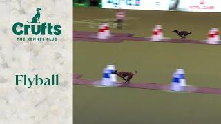 Flyball Team The Last 16 | Crufts 2024