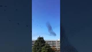 Spettacolari effetti nel cielo con gli uccelli