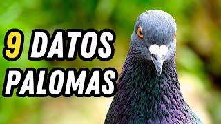 9 Fun Facts about Pigeons - Are Pigeons intelligent?