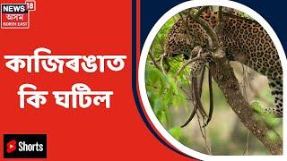 Kaziranga News | Kaziranga ত শিহঁৰণকাৰী দৃশ্য